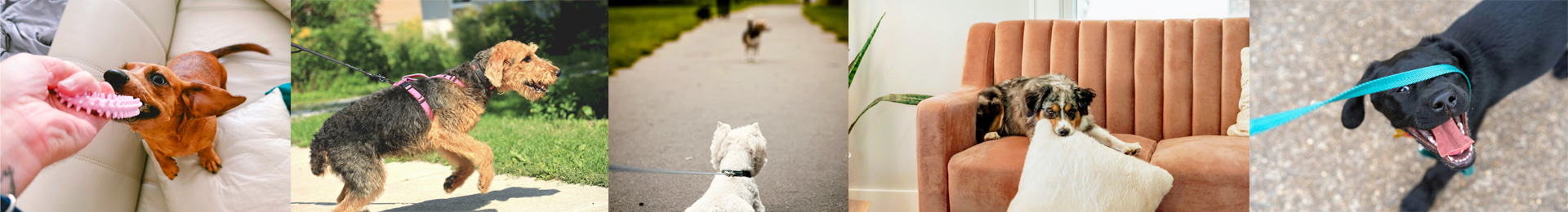 Stimmungsbild zum Hundetrainings bei typischen Alltagsproblemen