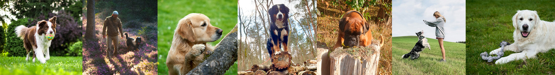 Stimmungsbild zum Thema Bindungstraining zwischen Mensch und Hund