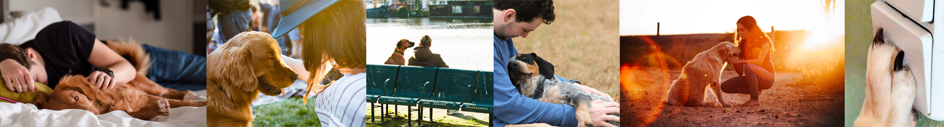 Stimmungsbild zu Situationen in denen Hunde Ihren Besitzern helfen bei den Herausforderungen des Alltags zu unterstützen
