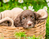 Kleiner Welpe im Körbchen