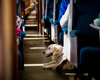 Ein Hund liegt entspannt auf dem Boden eines Fahrgastraumes im Personenzuges.